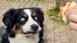 DOGS Will Break Your Heart 😹 FUNNY Dog videos of 2024 [upl. by Derby]