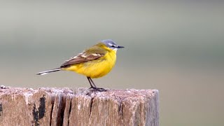 WAGTAILS [upl. by Slater]