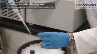 Tissue Homogenization Video  Biovision Inc [upl. by Nyleak]