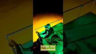 TANK PB Snakehead bowfishing charterviralvideo potomac OnDeKOutdoors [upl. by Aanas60]