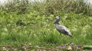 Shoebill Bird hunting and catching Fish Uganda Mabamba 2009 [upl. by Yde533]