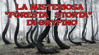 LA MISTERIOSA E INSPIEGABILE FORESTA STORTA DI GRYFINO IN POLONIA [upl. by Mastat]