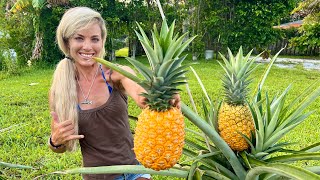 How To Grow GIANT Pineapples at Home Fast amp Easy in Containers [upl. by Frieder110]