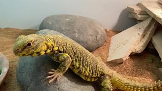 THE PERFECT SETUP FOR WILD CAUGHT UROMASTYXS [upl. by Walley]