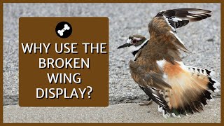 Why Killdeer Make a Broken Wing Display  Full Footage of Display and Explanation  Killdeer Call [upl. by Gianna676]