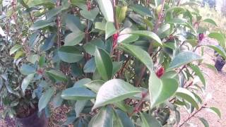 Big Plant Nursery  Photinia x fraseri Red Robin [upl. by Barbur]