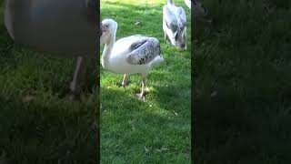 Pelican vs Pigeon [upl. by Lorie495]