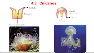 Cnidarios y platelmintos 1º ESO [upl. by Ephraim]