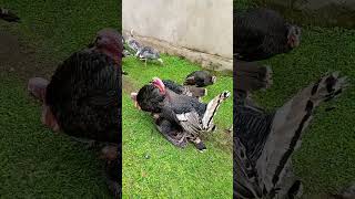 Natural mating system in turkey farming [upl. by Rettig915]