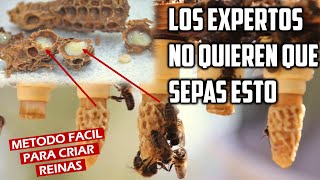 Como criar Abejas Reinas Metodo Facil apicultura [upl. by Lebiralc563]