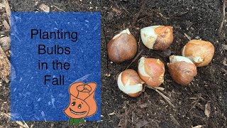 Planting bulbs in the fall How to plant bulbs in your garden [upl. by Mixam134]