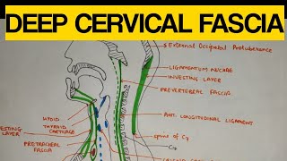 Deep Cervical Fascia  1  Investing Layer [upl. by Carolan]