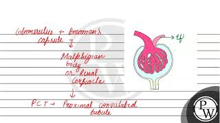 Draw a diagram of Malpighian body Why is the blood pressure higher in the glomerular capillaries [upl. by Yerfej]