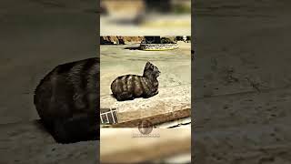 Scaring A Cat In GTA V 😬 gta5 shorts [upl. by Eugene]