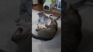 Sometimes Brother cutecats bentleyandbodeyourboykitties shortvideo [upl. by Meid]