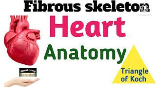 Fibrous skeleton of heartAnatomy of Heart Anatomy in nutshell [upl. by Htebasyle]