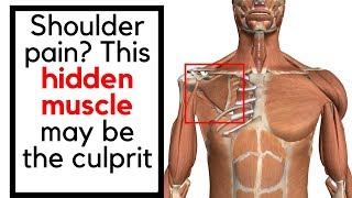 How to stretch your Subscapularis  The hidden muscle [upl. by Aemat]