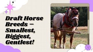 Draft Horse Breeds – Smallest Biggest Gentlest [upl. by Watson985]