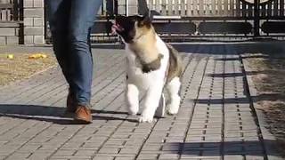 American Akita Temperance 5 month girl [upl. by Ydnes]