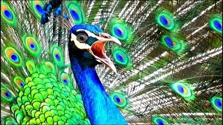 Peacock sound 4k  voice of peacock call [upl. by Mcleroy374]