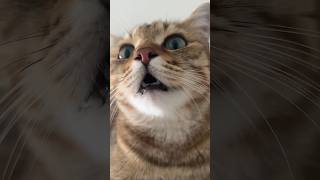 kitten meowing to attract cats [upl. by Enaed881]