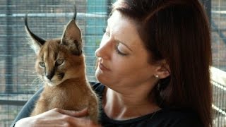 Cross Caracal Gives Girl A Fast Left Hook To The Face Boxing Style🙀🐾 🥊😂 [upl. by Patrice]