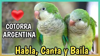 COTORRITA ARGENTINA o Loro Quaker 🦜 Perico Monje  Cuidados Precio Alimentación [upl. by Cristine833]