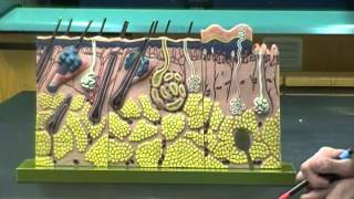 Integumentary System Anatomy and Physiology I Lab [upl. by Yenettirb]