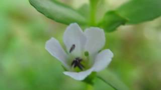 Bacopa monnieri aquarium plants [upl. by Culbertson]