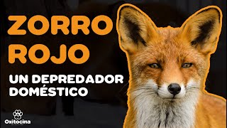 ZORRO ROJO 10 CURIOSIDADES [upl. by Fiske]