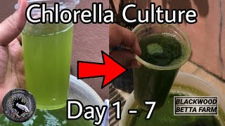 7days of Chlorella Culture bettacupangchlorellagreenwater [upl. by Bolling844]