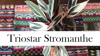 Triostar Stromanthe Addys First Stromanthe [upl. by Acim852]