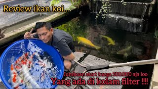 REVIEW IKAN KOI YANG ADA DIKOLAM FILTER JUMBOAN START HARGA 500000 AJA BOLO [upl. by Aliekat]