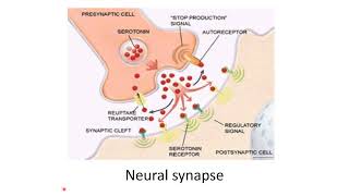 Lecture 4 part 2 Neurons synapses reflexes and impulse with action potential [upl. by Ardisj809]