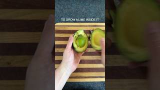 GMO Avocado Monstrosity avocado gmo guacamole [upl. by Aitnas]