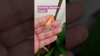 ALOEVERA FLOWER BENEFITS UTUBE SHORTS [upl. by Mathi]