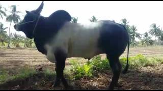 காங்கயம் காளை மண் குத்தி விளையாடும் காட்சி Kangayam Bull Playing in Leisure time [upl. by Hameean]