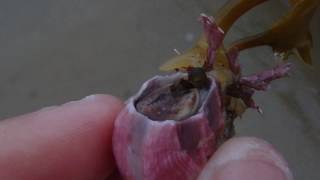 Titan Acorn Barnacle feeding Megabalanus tintinnabulum [upl. by Dunham]