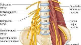 Anatomy of the LUMBAR PLEXUS 2 song [upl. by Karrah]