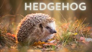 Hedgehog sound  Hedgehog noises  Wild hedgehog  Forest hedgehog [upl. by Eiuqram49]