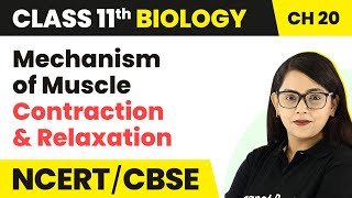 Mechanism of Muscle Contraction and Relaxation Locomotion and MovementClass 11 Biology [upl. by Nahgen]