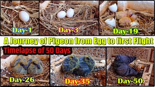 Egg to First Flight A journey of Pigeon  50 day timelapse Pigeon Egg Hatching  Glimpse of Nature [upl. by Barbra]