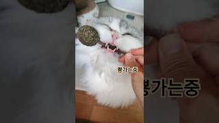 고양이에게만 허락되는 마약 캣닢사탕 catshorts catlolloipop [upl. by Llezo212]