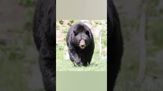 Bears of North Carolina bears nature naturelovers forest woods lakes [upl. by Nrubua]