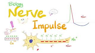 Action Potential  Nerve Impulse Transmission  Neurons  Biology Series [upl. by Naivatco]