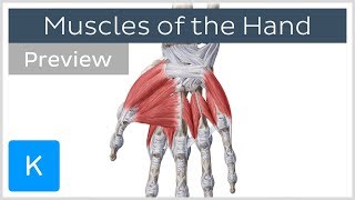 Muscles of the Hand preview  Human Anatomy  Kenhub [upl. by Elehcim]