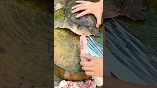 Tortoises favorite meat  akfunn shortsvideo intresting [upl. by Asena59]