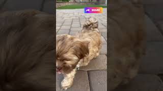 Coco the Shih Tzu 🐾 Cutest Puppy Moments That Will Melt Your Heart 😍 shorts [upl. by Jamnes]