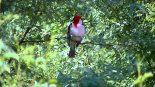 Cardeal cantando solto na natureza [upl. by Ecnerwaled]