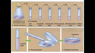 Serial dilutions and pour plate technique [upl. by Aihseyn]